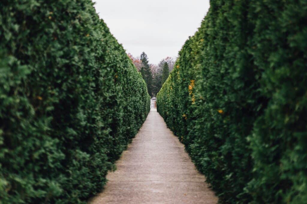 narrow path in garden maze