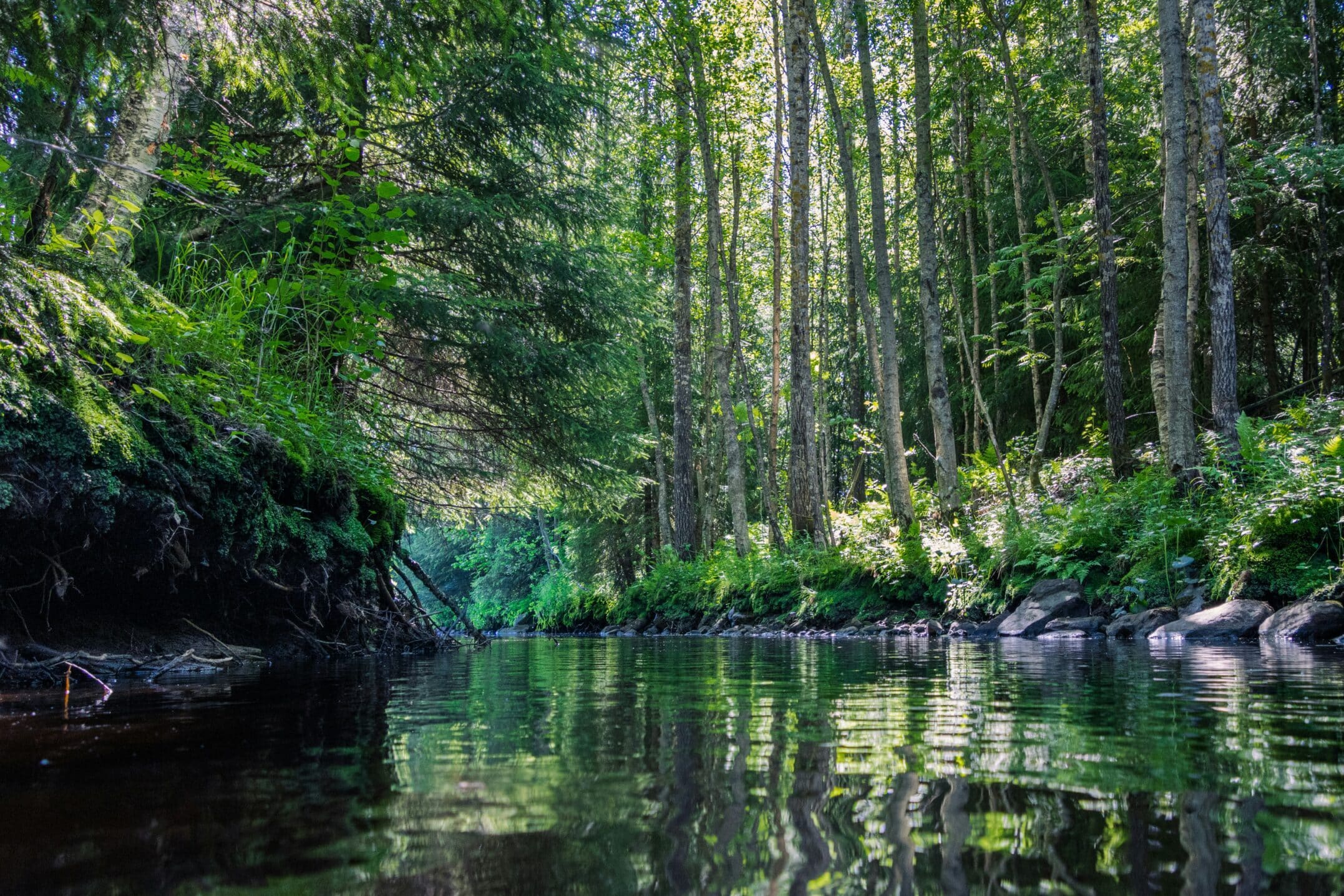 “The Wind in the Willows” and the Wonder of the Everyday