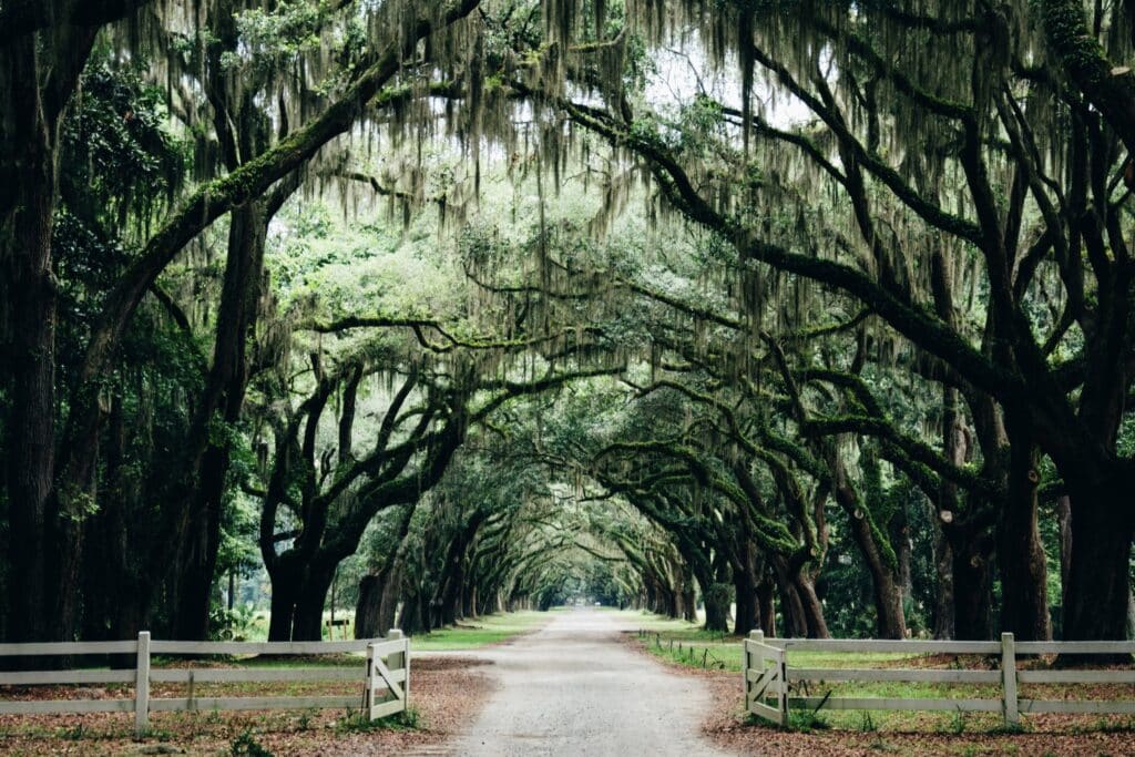 moss covered live oaks lining driveway