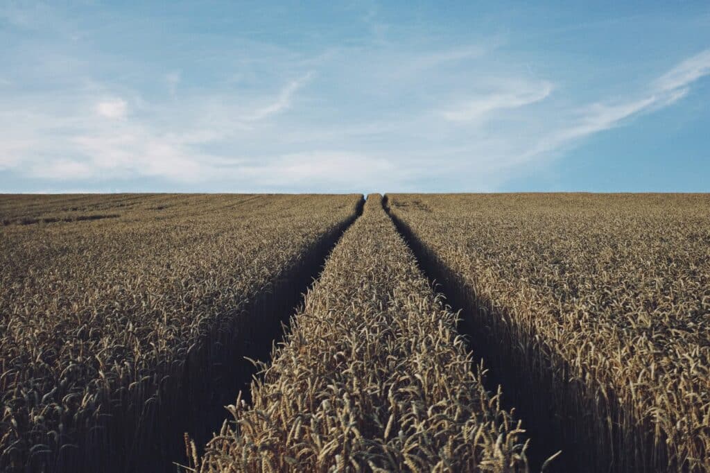 tractor tracks down a wheat field