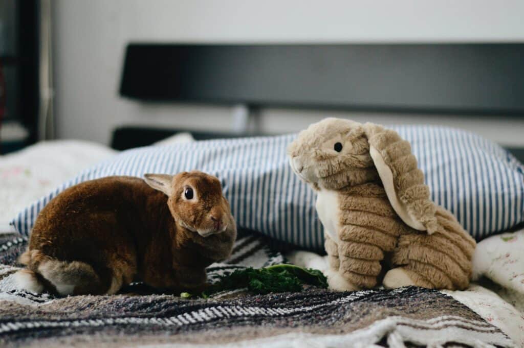 real bunny next to stuffed bunny on bed