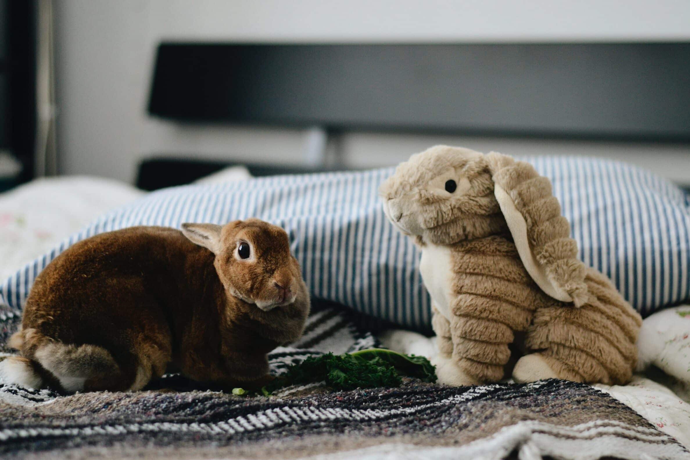 Truth and Beauty in Peter Rabbit