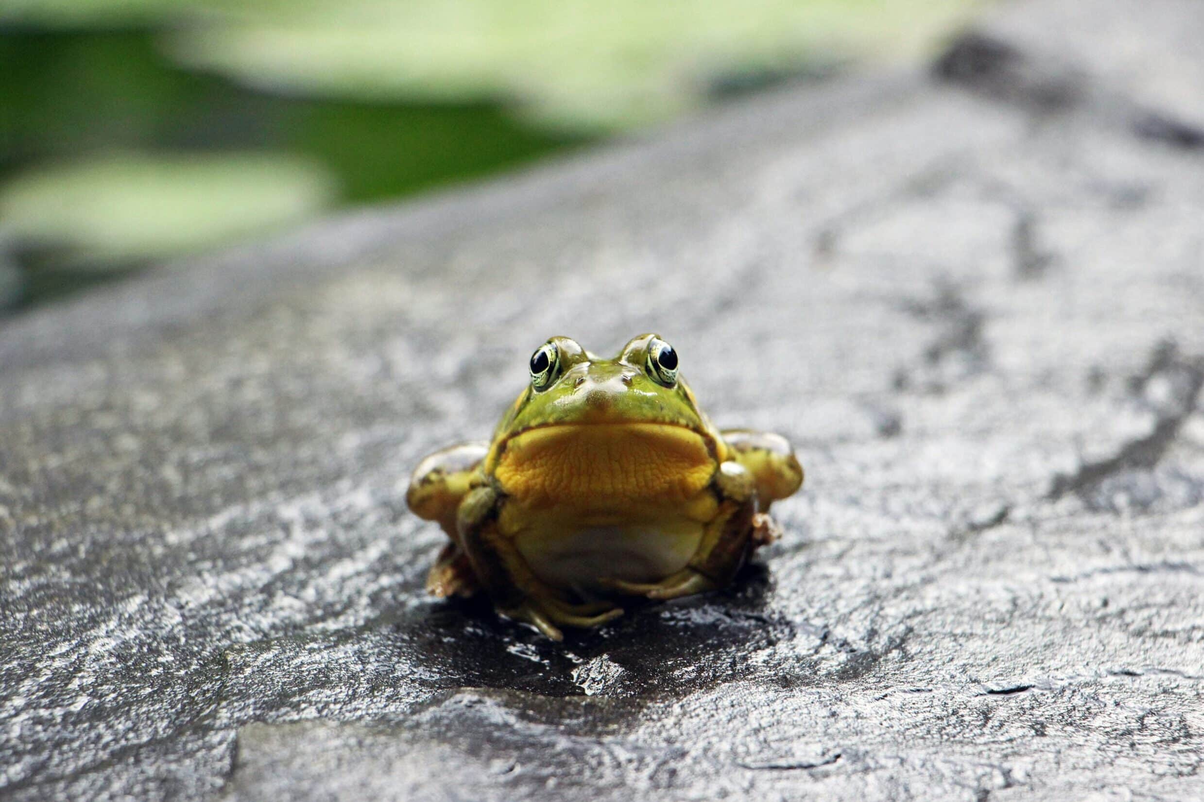 The Frog Prince and the Answer to Everything