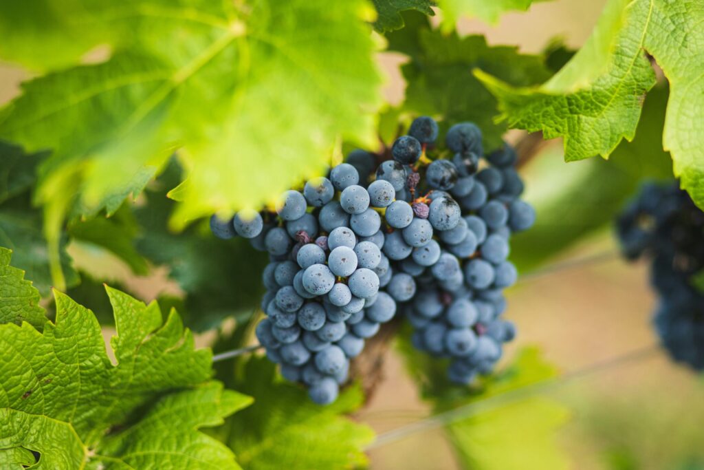 purple grapes on the vine